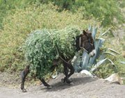Photo: Donkey in Bolivia by Paul Starkey �