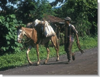 Photo: Pack horse in El Salvador by Paul Starkey 