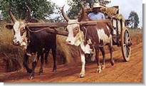 Photo: Ox cart in Madagascar by Paul Starkey 