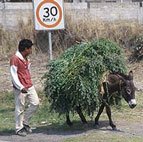 Photo: Donkey in Mexico by Paul Starkey �