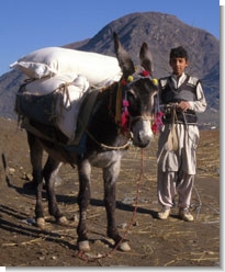 Photo: Pack donkey in Pakistan by Paul Starkey ©